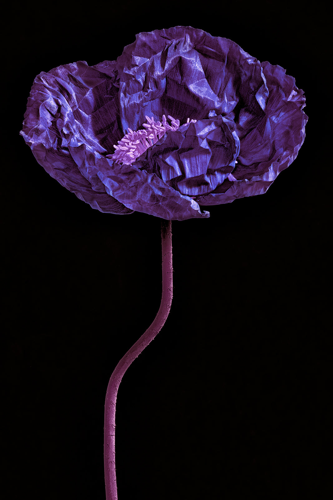TheViolet