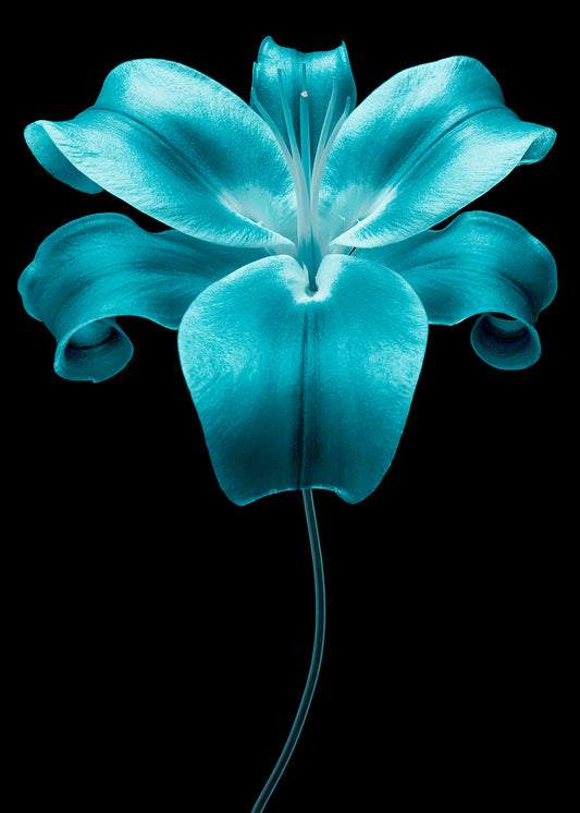 Le Grand Bleu