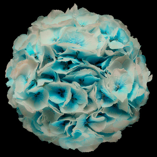 Planet Sorbet