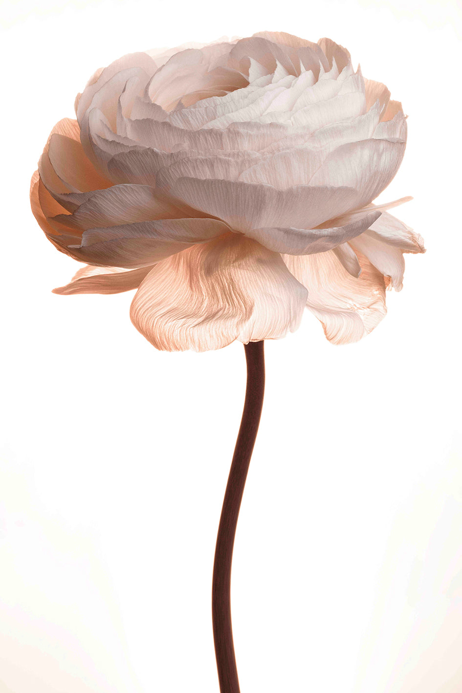 Kind and Tender