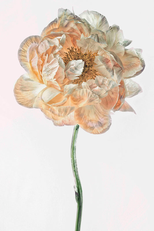 Kind and Fragile