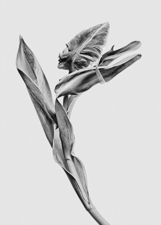 Ballet Dancer III
